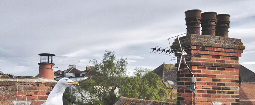 Chimney Cleaning And Restoration in Greenville, Texas